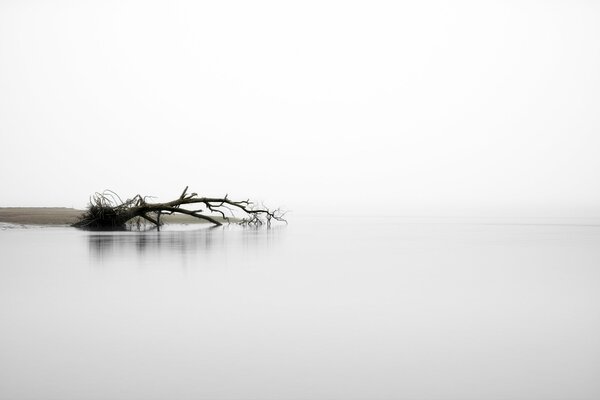 A tree in the river in a foggy morning