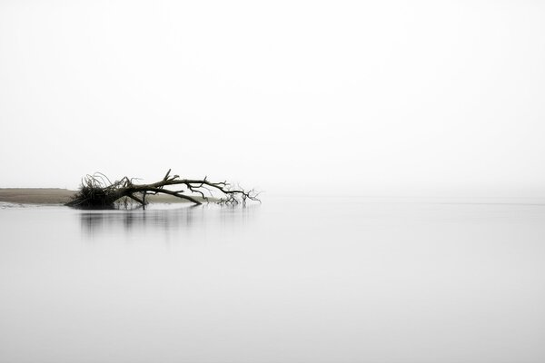 Arbre dans la rivière dans un matin brumeux