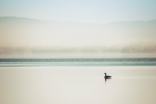 Un canard flotte sur le lac dans le brouillard
