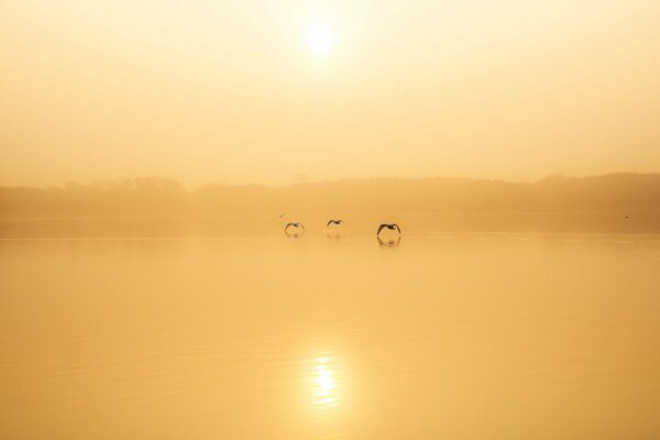 Trois oiseaux au-dessus du lac dans le brouillard