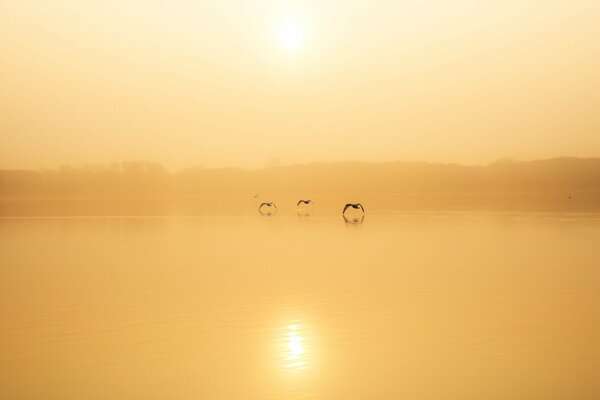 Три птицы над озером в тумане