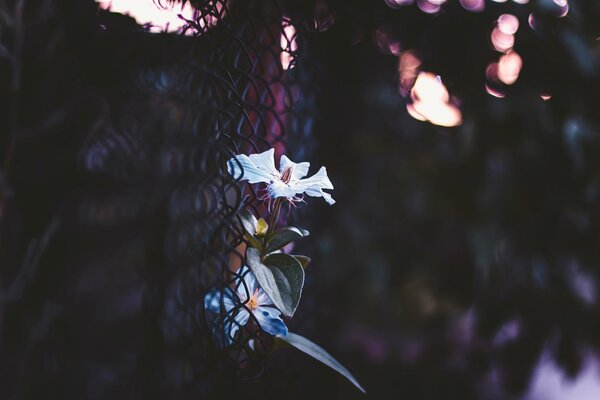 A white flower sprouted through a mesh netting