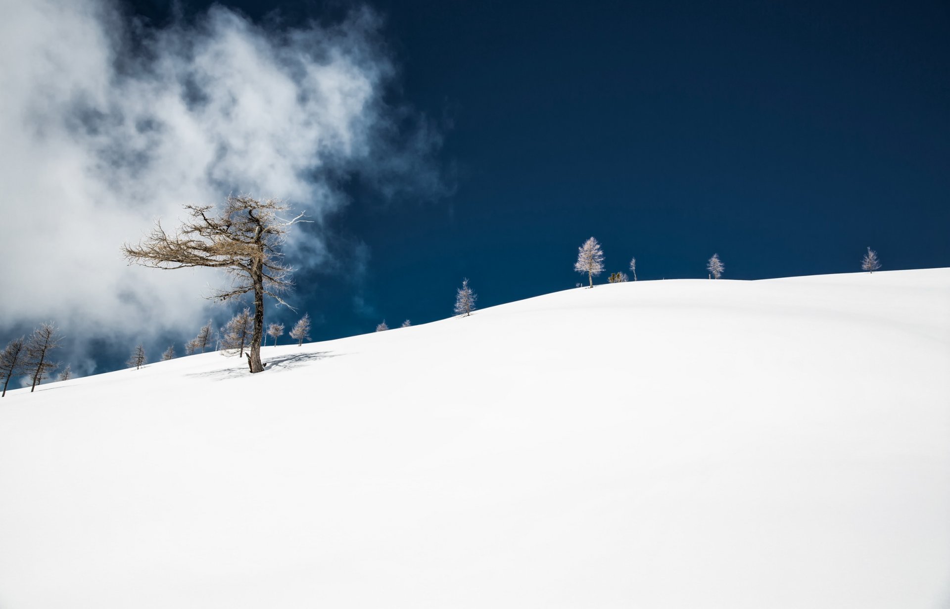 montagne neige arbre