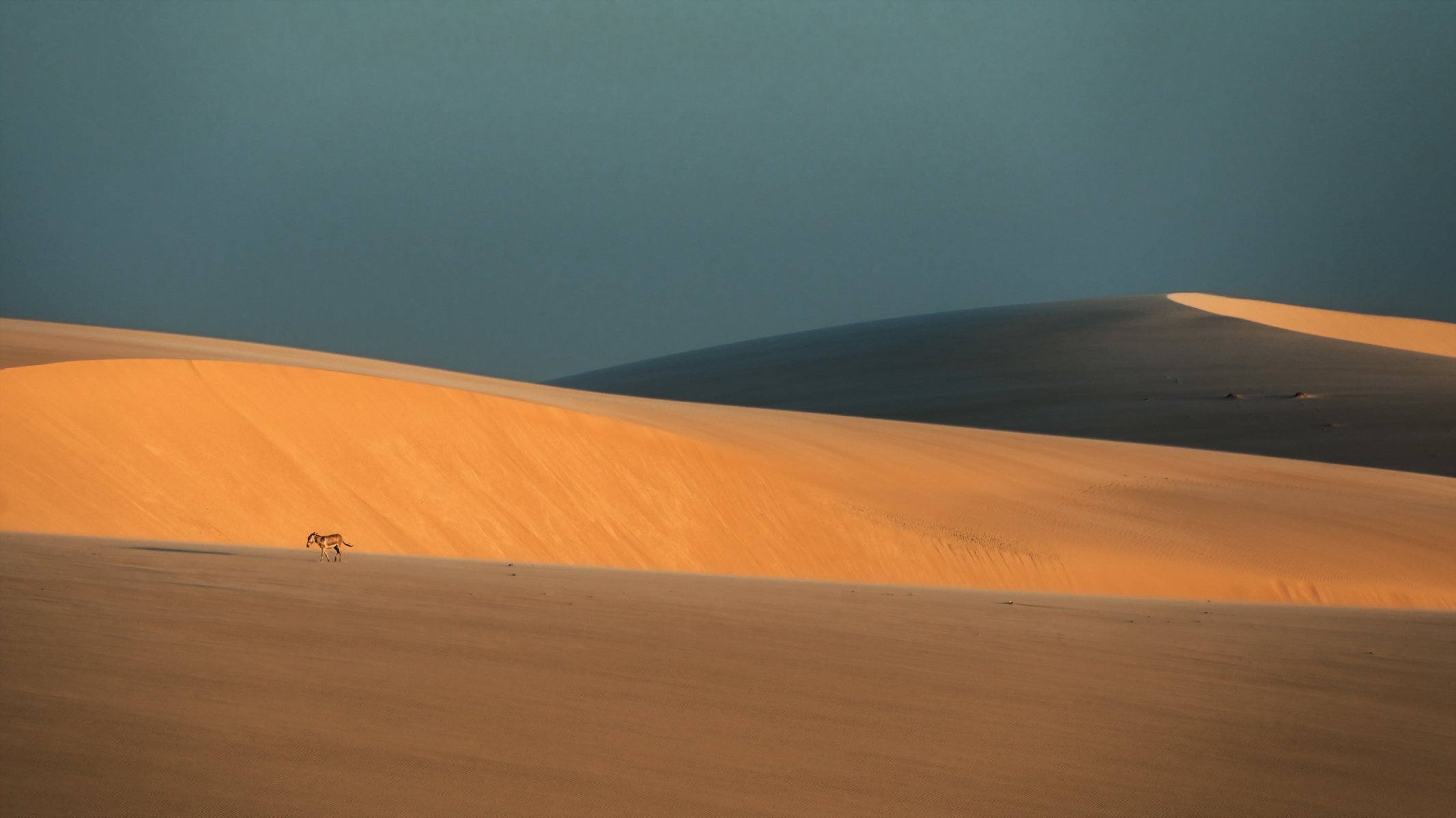 desert donkey nature landscape