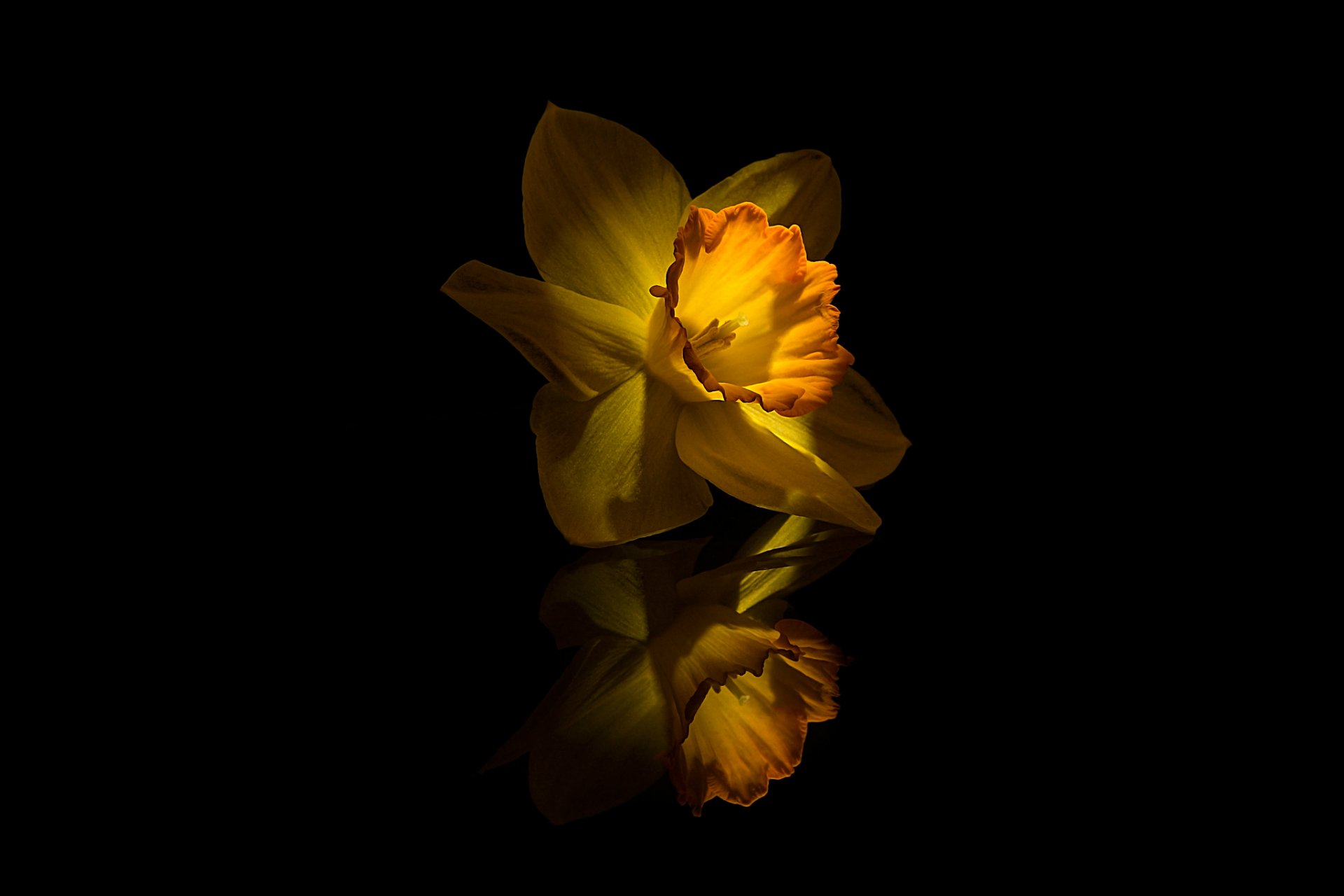 narciso giallo fiore