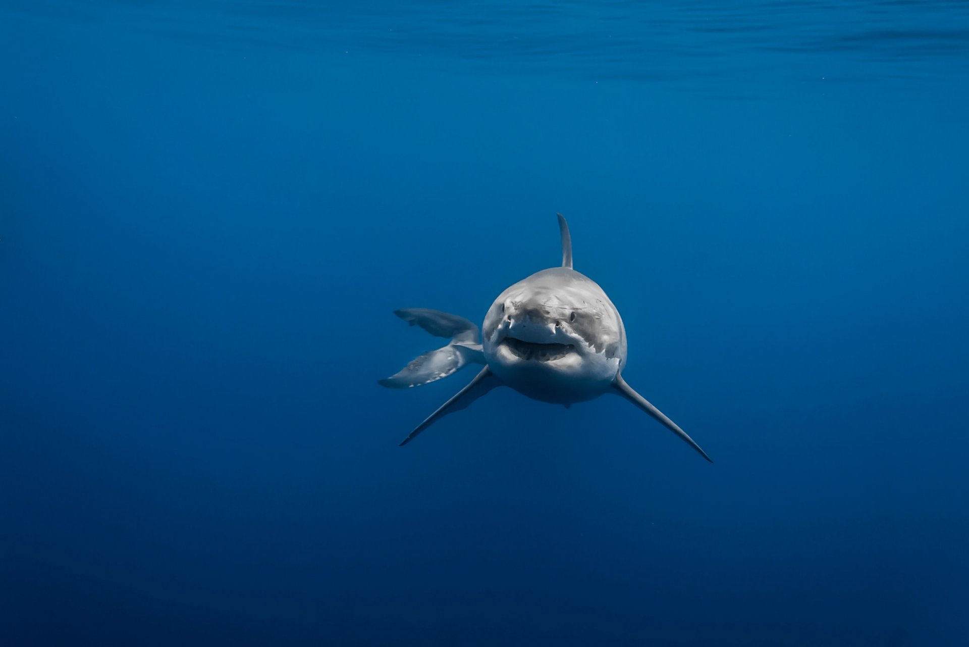 requin blanc prédateur mer