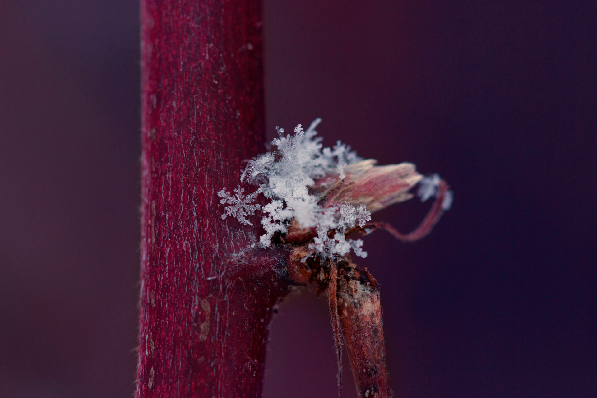 trunk snowflake snow