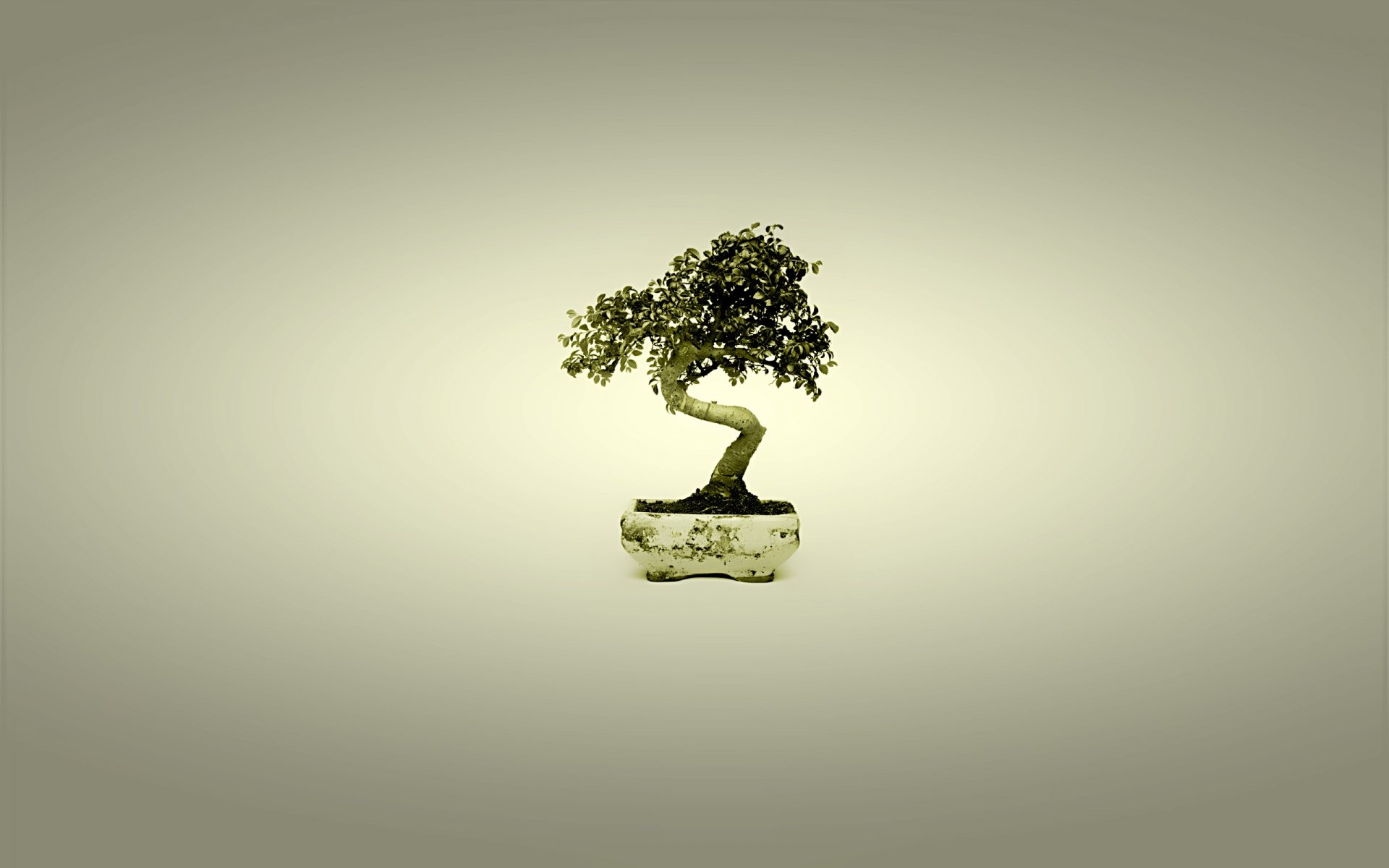 bonsai holz japan minimalismus