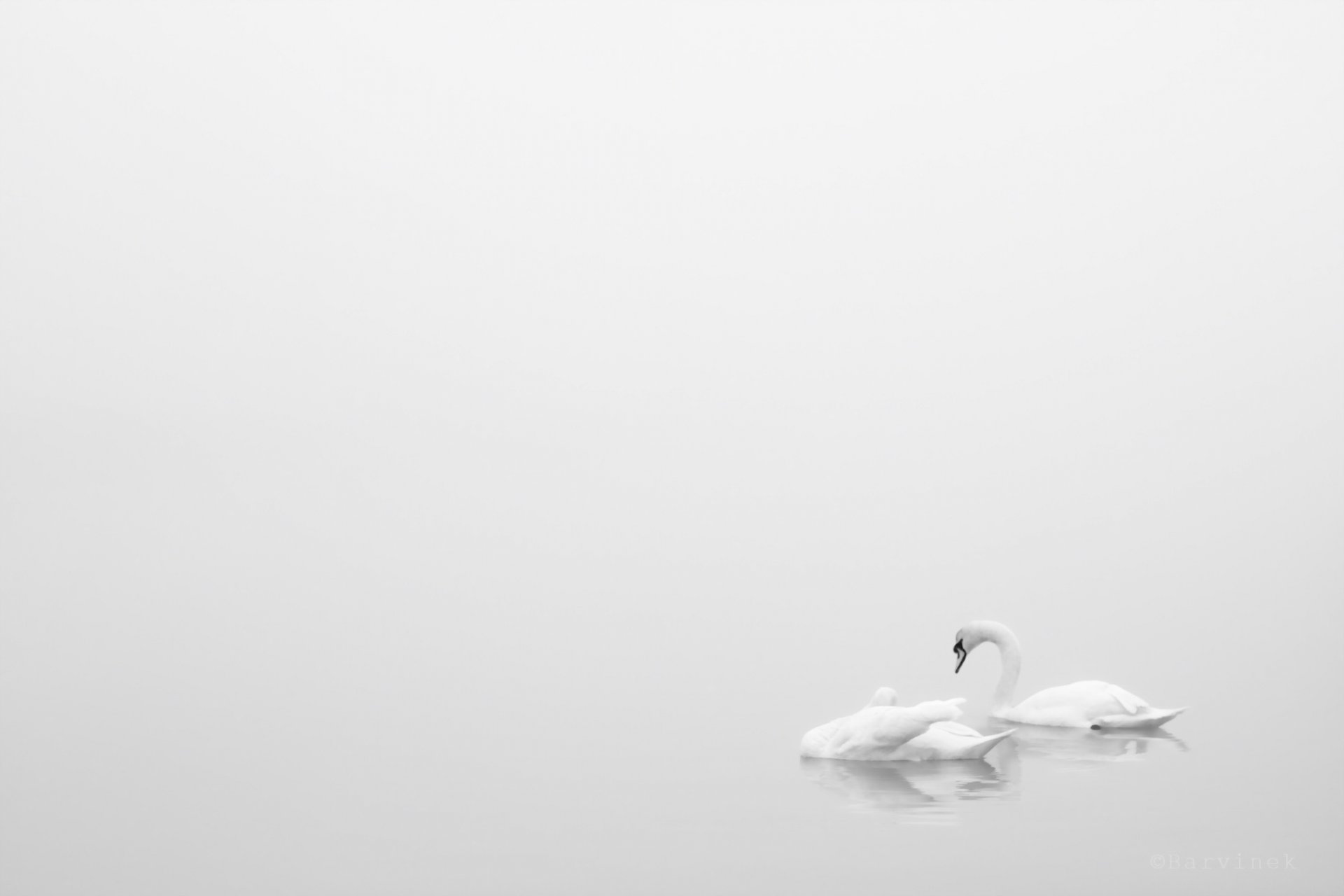 cygnes nature minimalisme