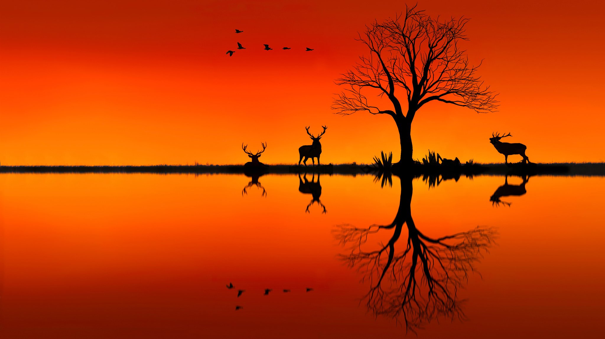 arbre cerfs silhouettes coucher de soleil