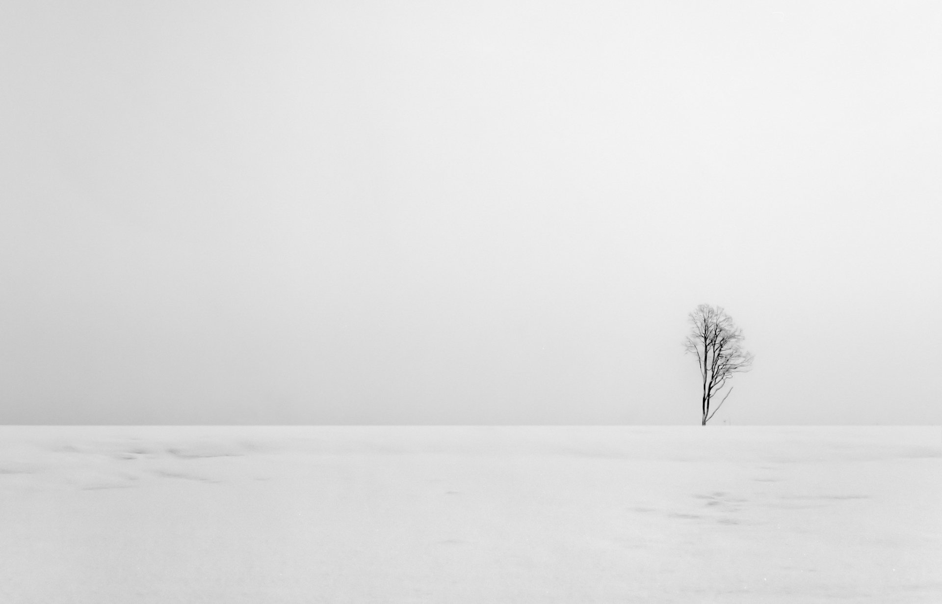 campo árbol paisaje minimalismo