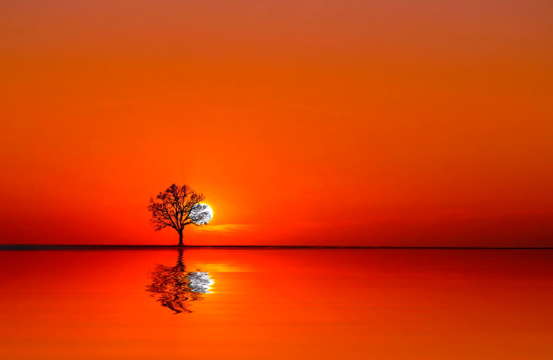 tree water sunset sun