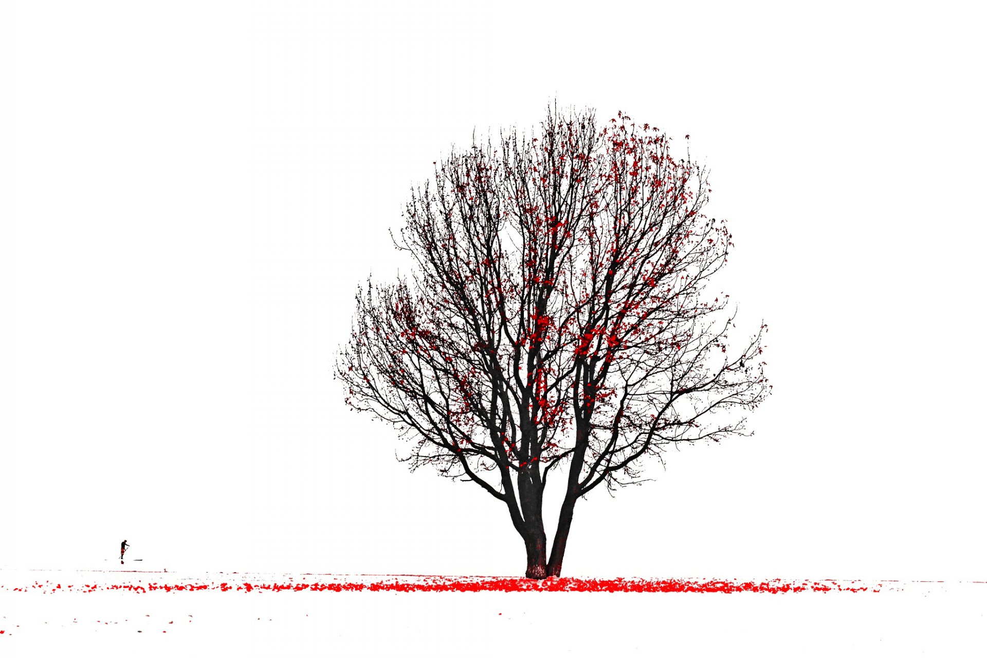 albero foglie rosse silhouette