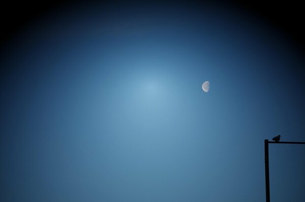 Der Mond und der einsame Vogel auf einem Pfosten