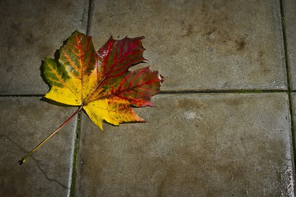 A bright autumn maple leaf lying on an asphalt tile