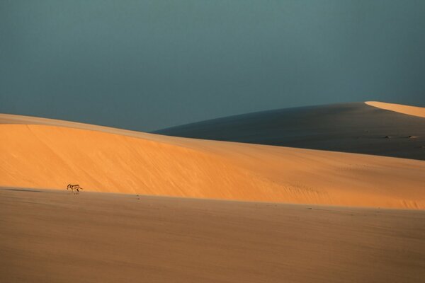 Donkey on the background of endless sand dunes