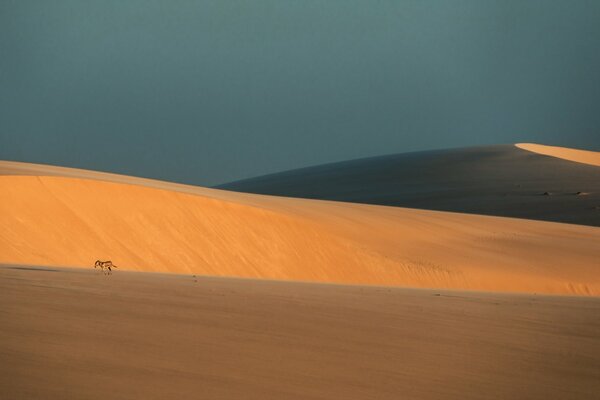 Âne sur fond de dunes de sable sans fin