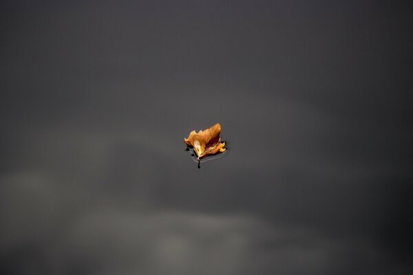 A lonely autumn leaf on the water