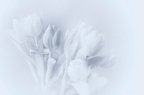 Black and white drawing of tulips on a white background