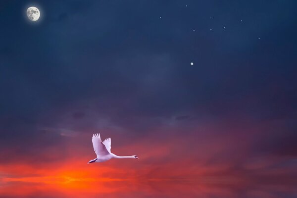 Un cisne solitario volando en el cielo al atardecer