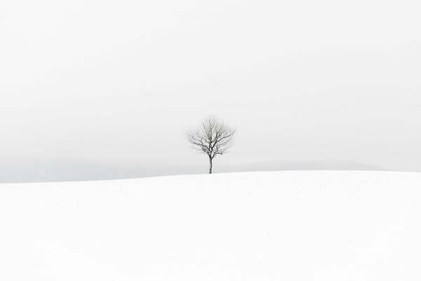 Inverno, rami di alberi spogli