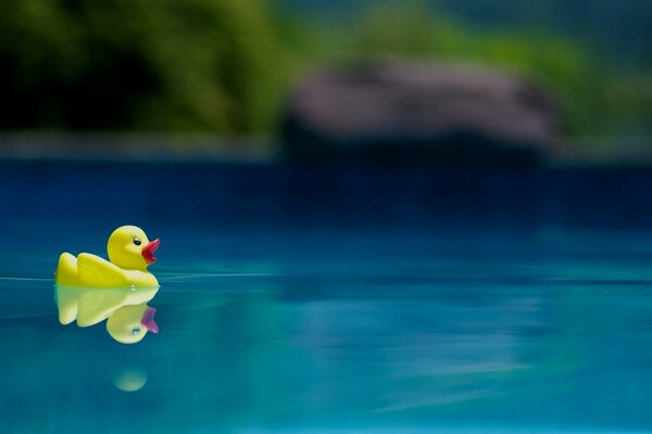 Rubber yellow duck on the water