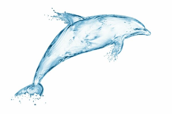 Belle image avec un dauphin de l eau