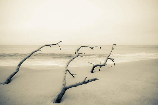 Marine depression with bare branches