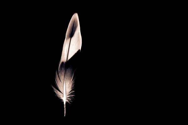 One feather on a black background