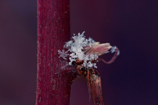 Flocon de neige sur une branche cassée du tronc