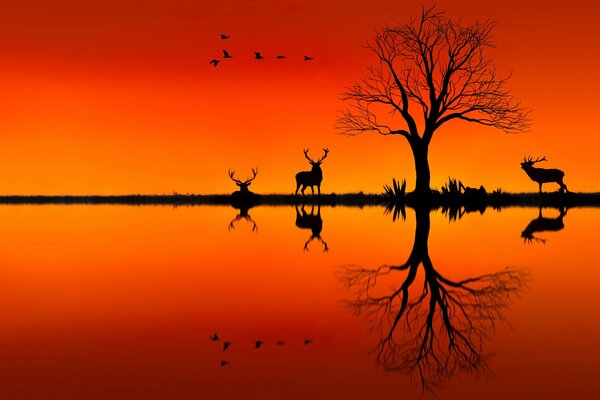 Sonnenuntergang. Ein Hirschbaum und ein Vogelschwarm spiegeln sich im Wasser wider