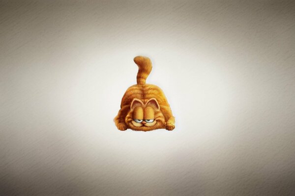 Le museau rusé du chat garfield