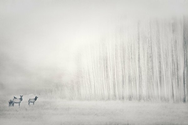 Animales en el bosque de invierno