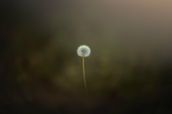 Foto minimalista de diente de León blanco