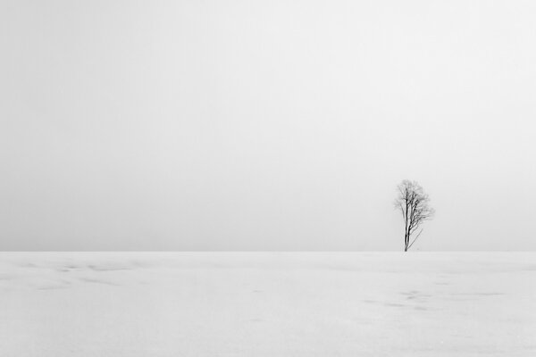 Landscape of a winter field with a lonely tree