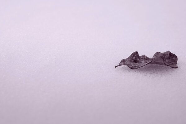 Feuille séchée en hiver sur la neige