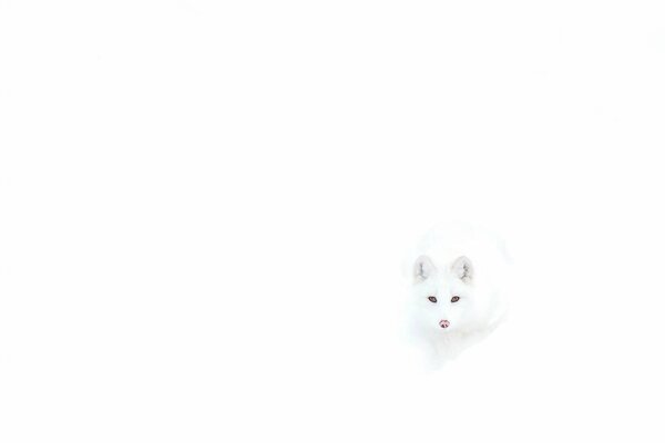 Almost invisible white polar fox