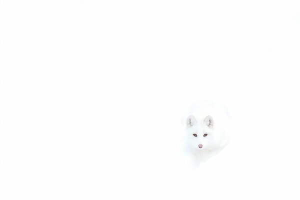 El zorro polar blanco prácticamente invisible