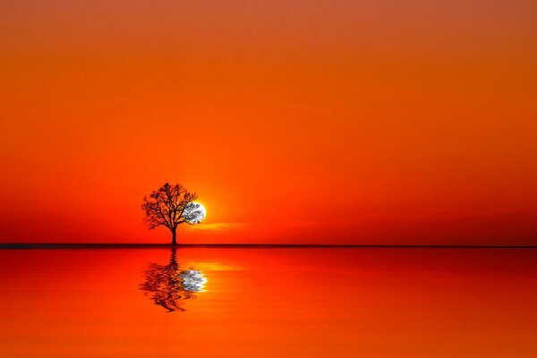 A lonely tree is reflected in the sunset-colored water