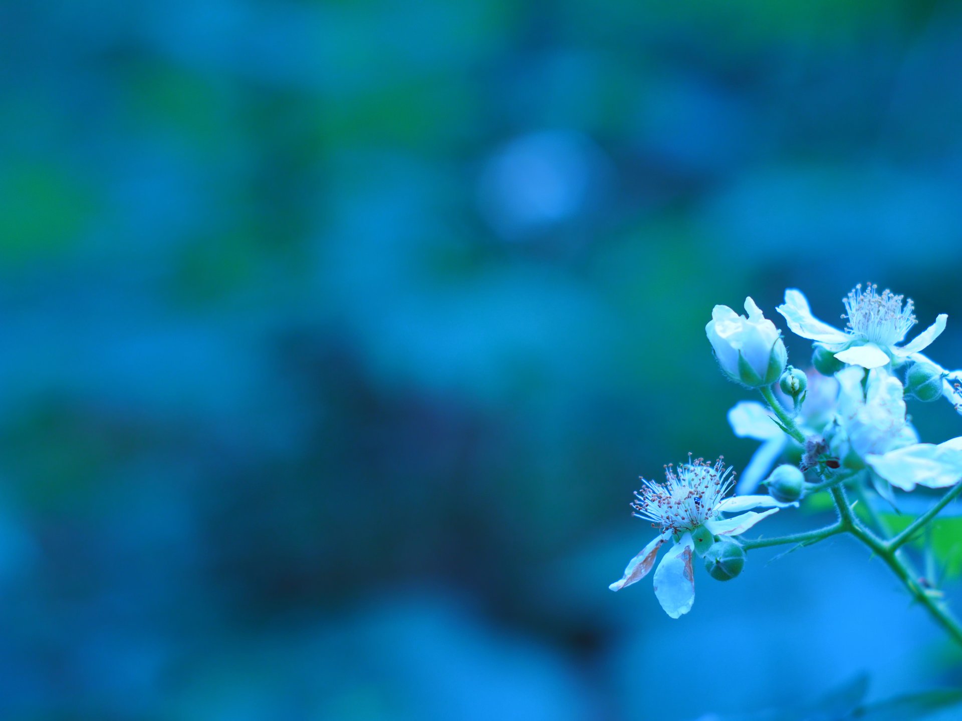 primavera fioritura ramo fiori boccioli