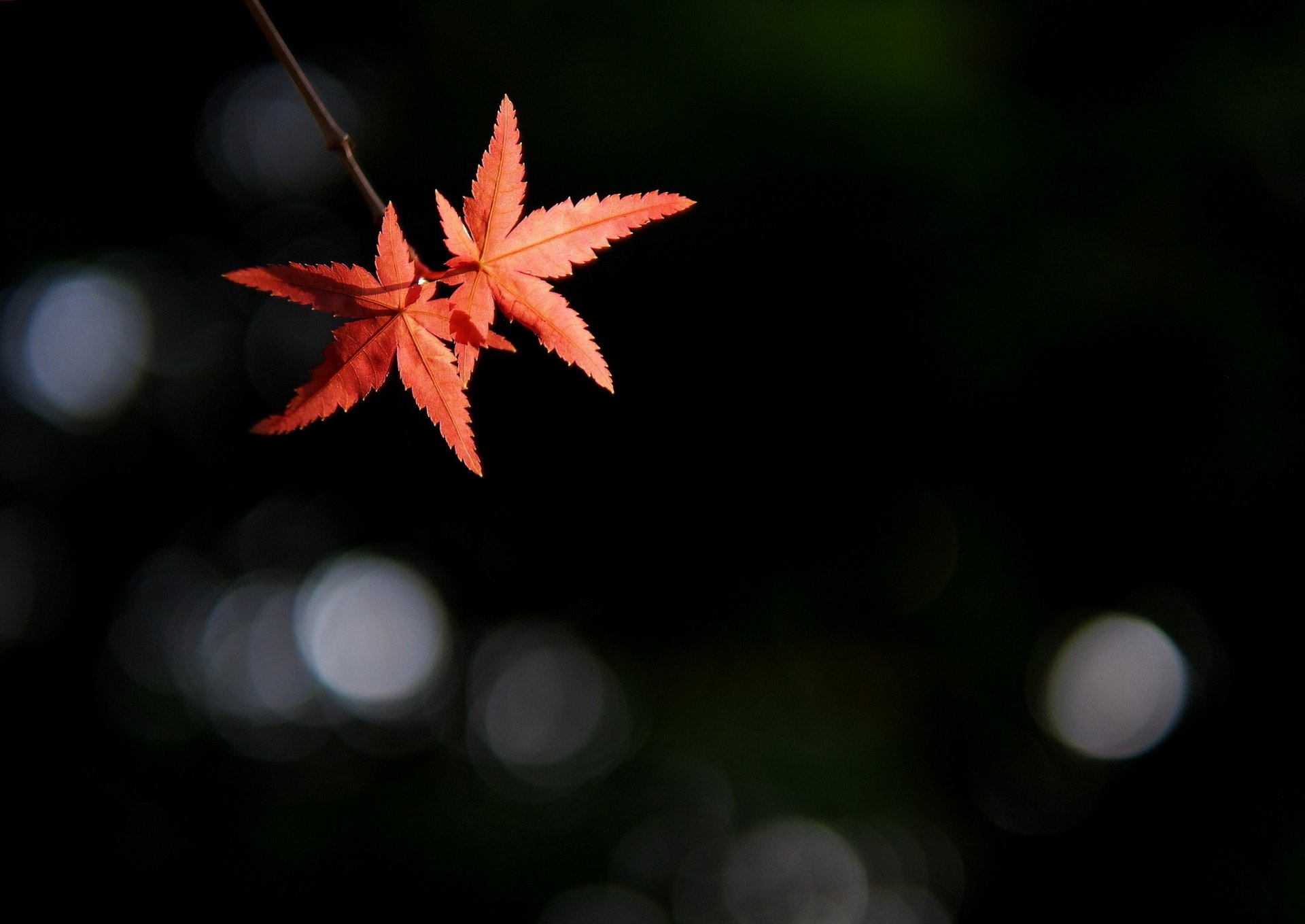 branch leaves reflections background