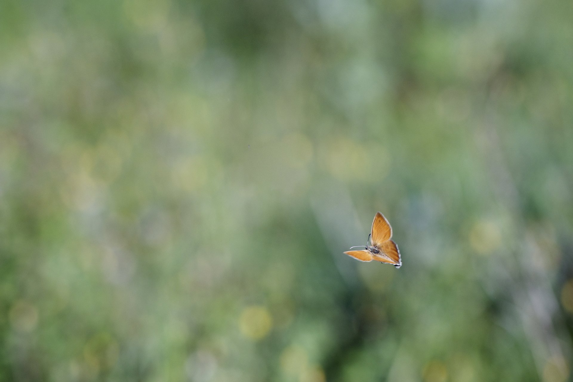 butterfly flight background reflections blur