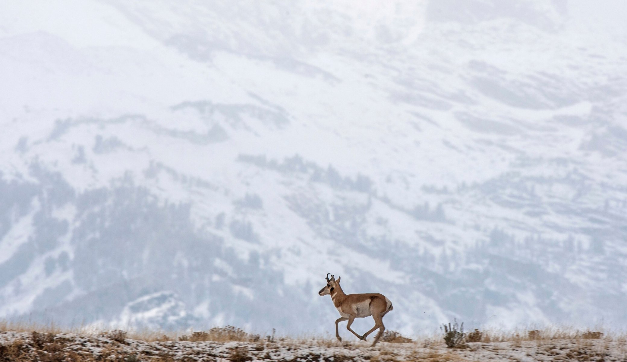 mountain snow reindeer running