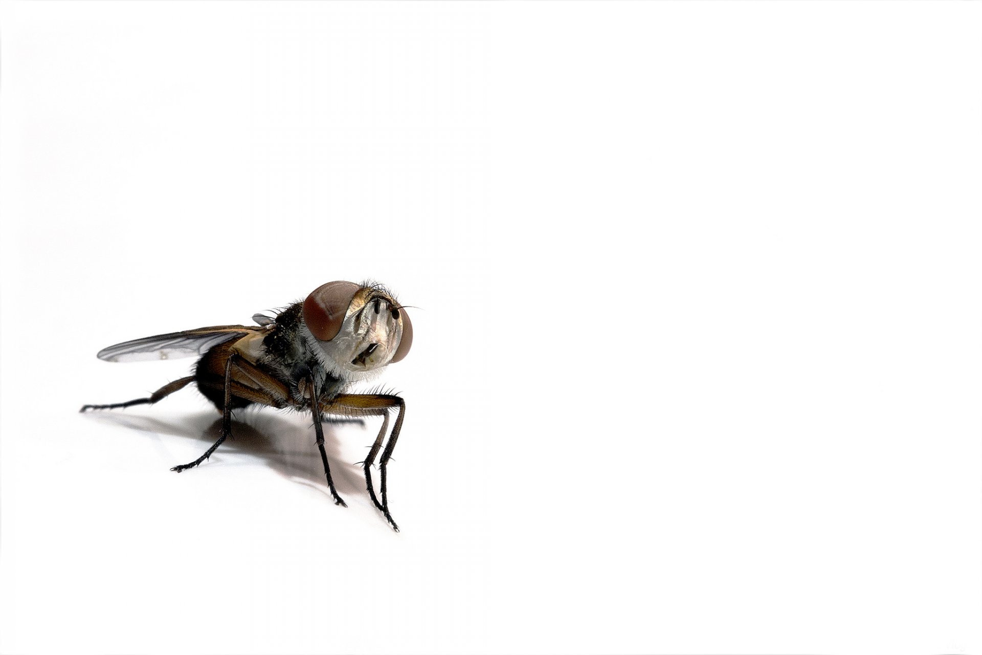 fly insect background