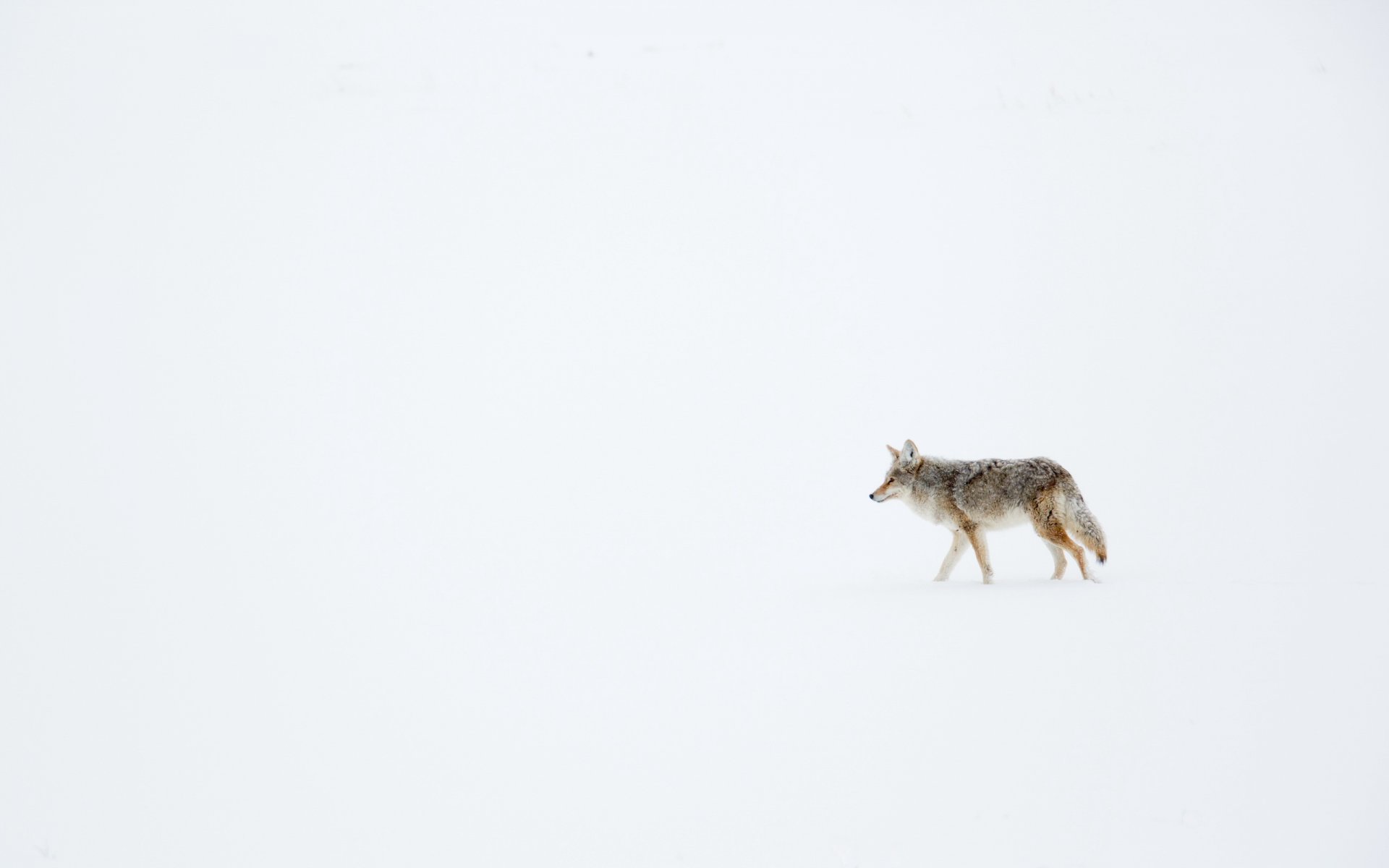 winter snow coyote prairie wolf