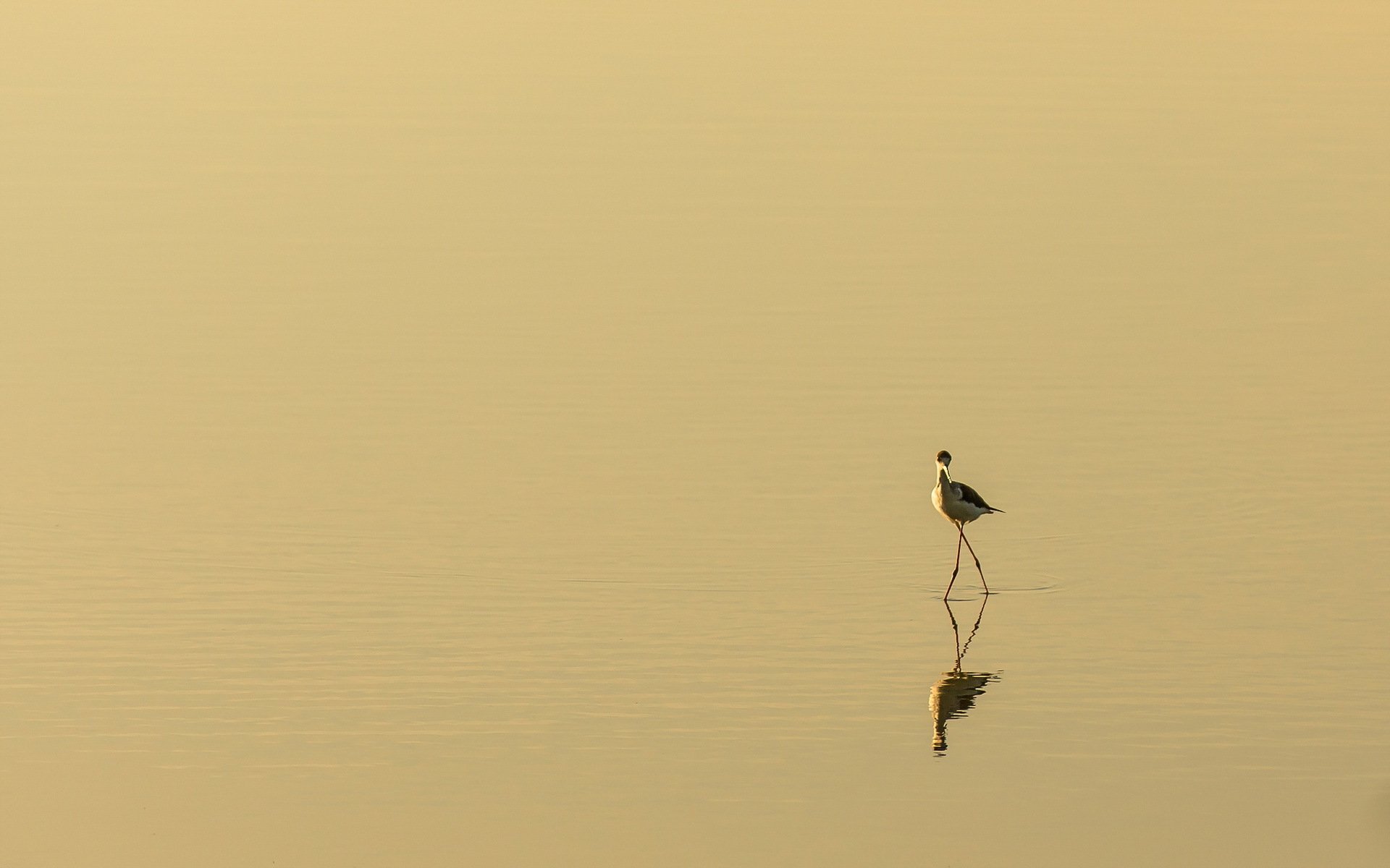 uccello natura minimalismo