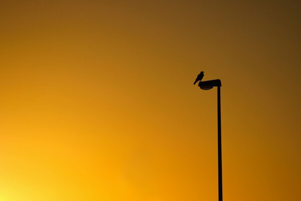 A bird on a pole against a sunset background