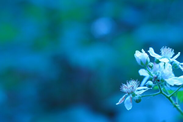 Wallpaper with a spring flowering branch