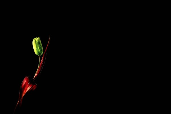 Tulipe verte feuilles rouges