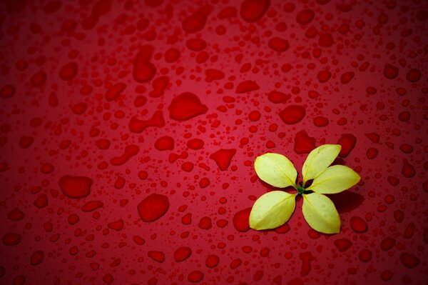 Yellow flower on a red background with drops